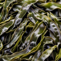 Wakame is a species of kelp native to cold, temperate coasts of the northwest Pacific Ocean.